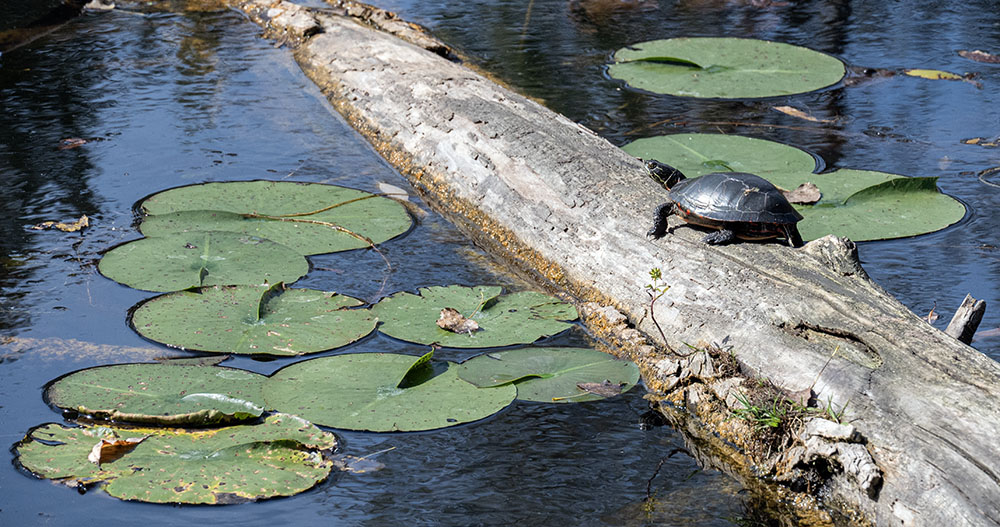 Painted turtle sunning on log.