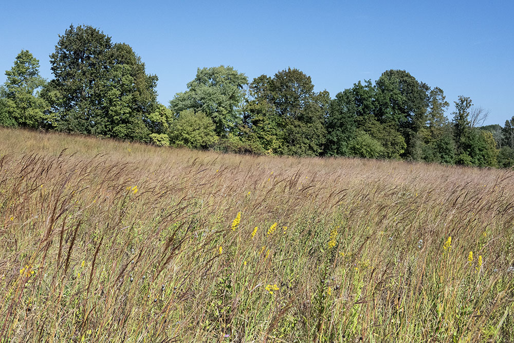 Sea of windswept grasses and goldenrod.