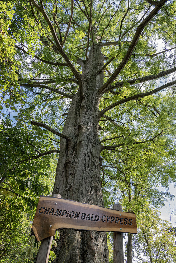 Champion bald cypress. Richard Bong State Recreation Area, Kenosha County.