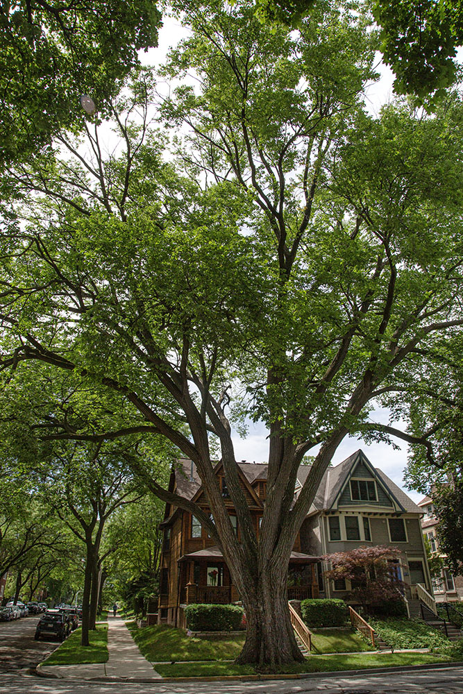 Champion American Elm, Milwaukee.
