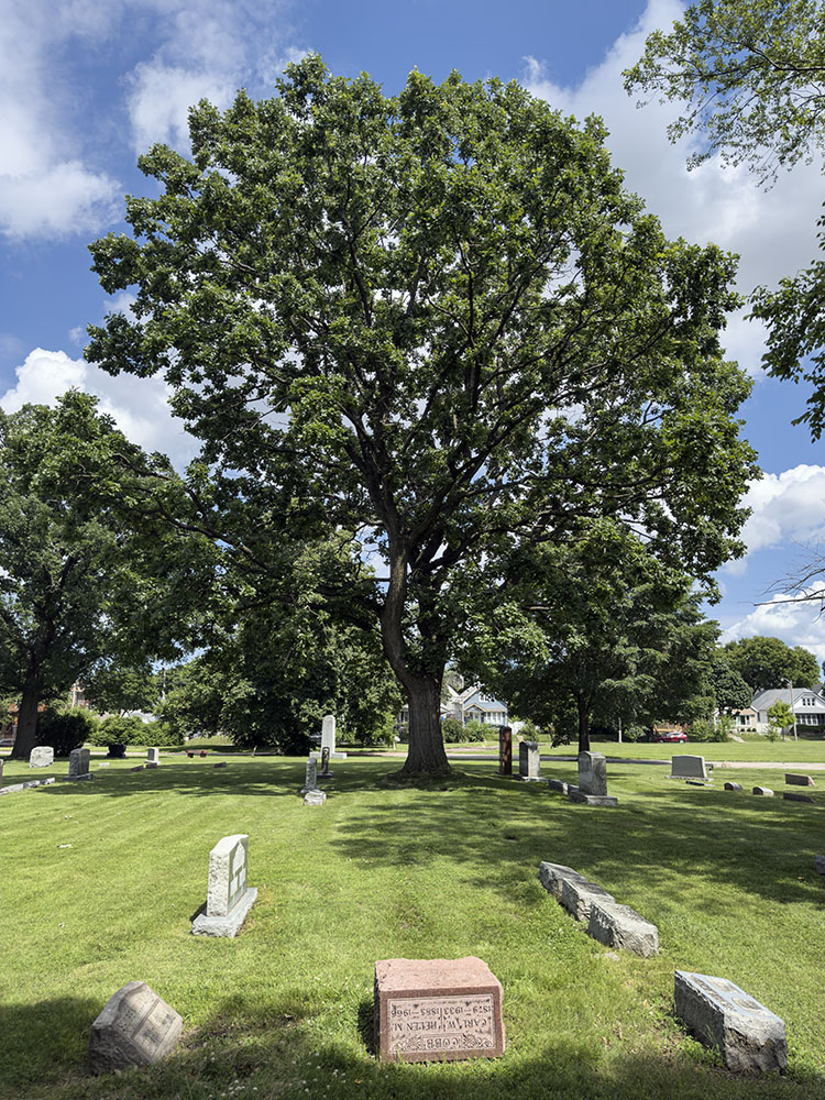 Champion overcup oak. Forest Home Cemetery and Arboretum, Milwaukee.