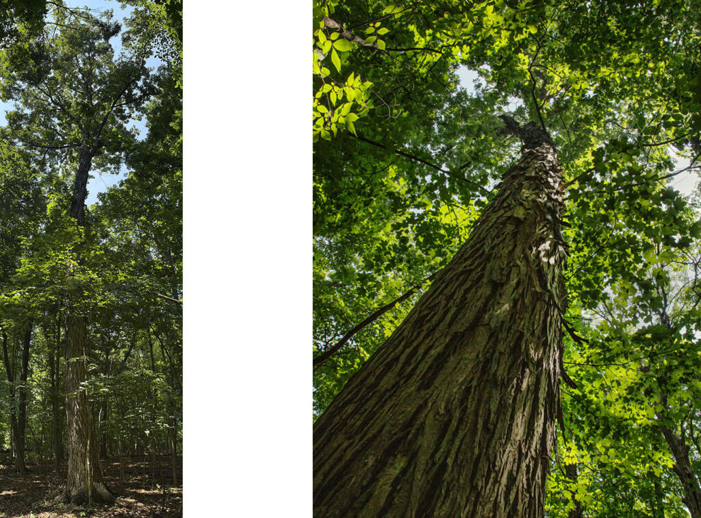 Champion Shagbark hickory, Barloga Woods in Falk Park, Oak Creek.