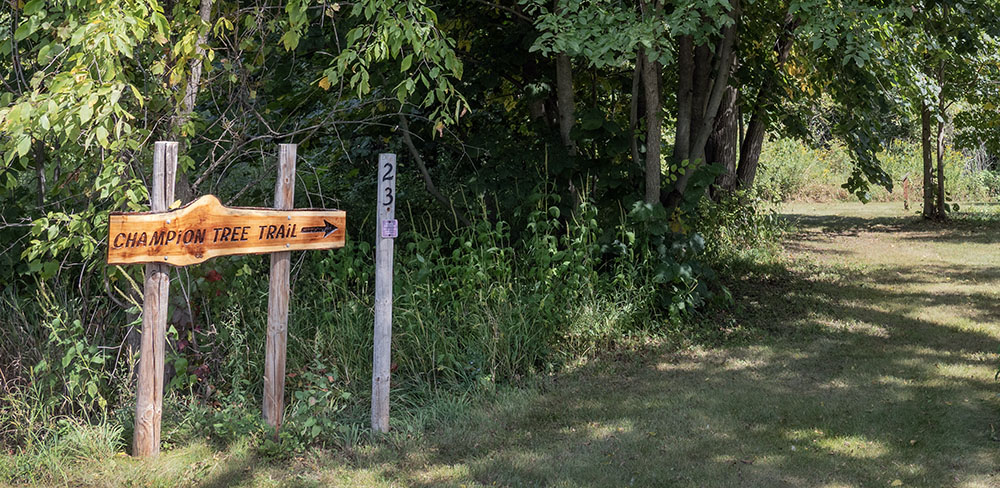 Champion Tree Trail at Bong State Recreation Area
