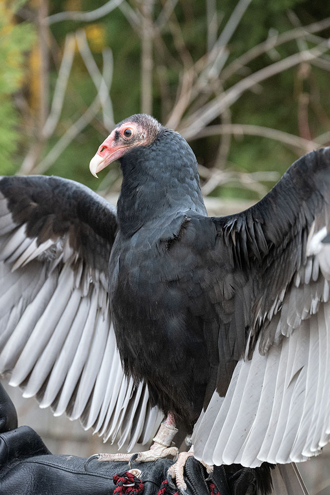 Darwin, the turkey vulture, who was imprinted on humans as a hatchling. The acid in a turkey vulture's stomach is 100 times stronger than in humans, which enables them to eat anything!