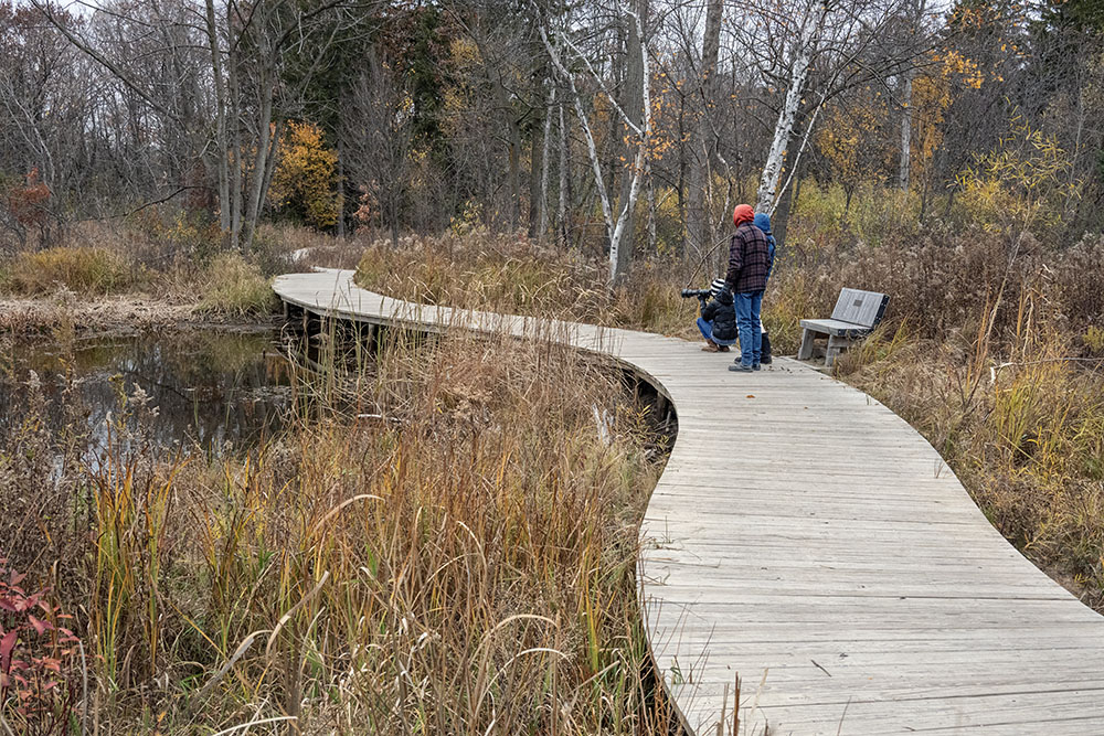 The Dragonfly Pond boardwalk.