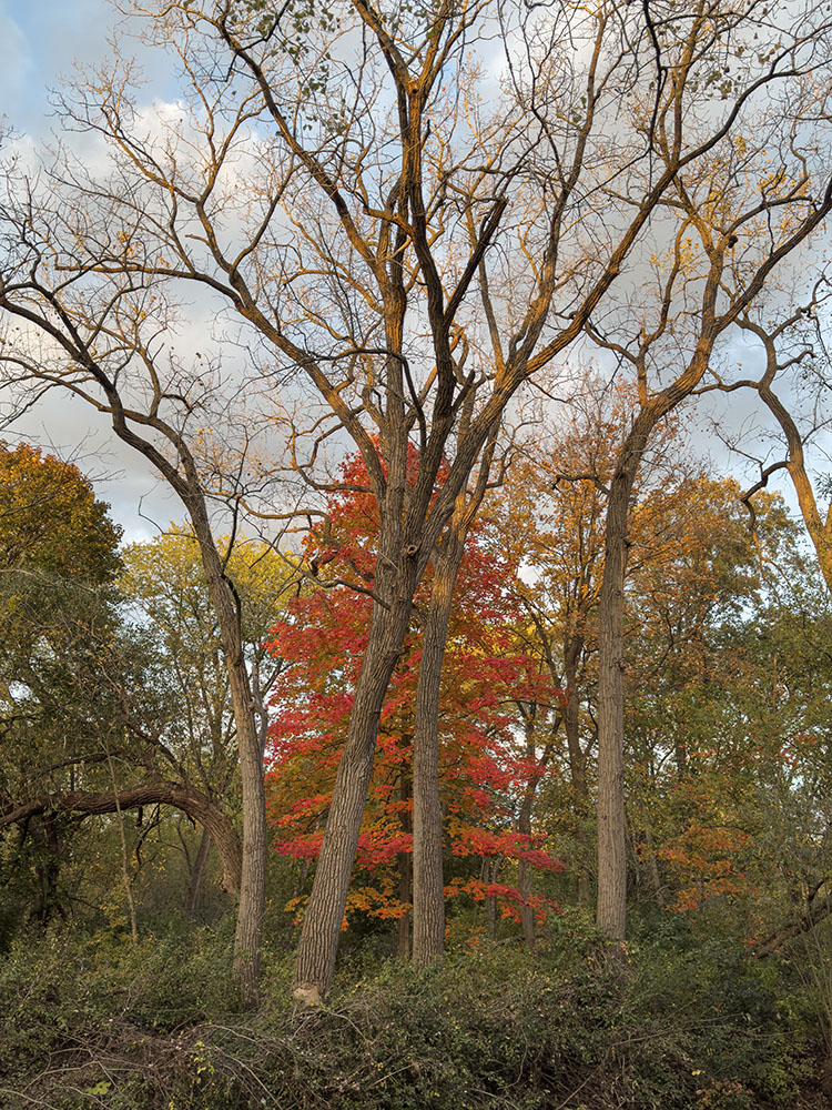 A blaze of maple reds glows in the rays of the setting sun in Hoyt Park, Wauwatosa.