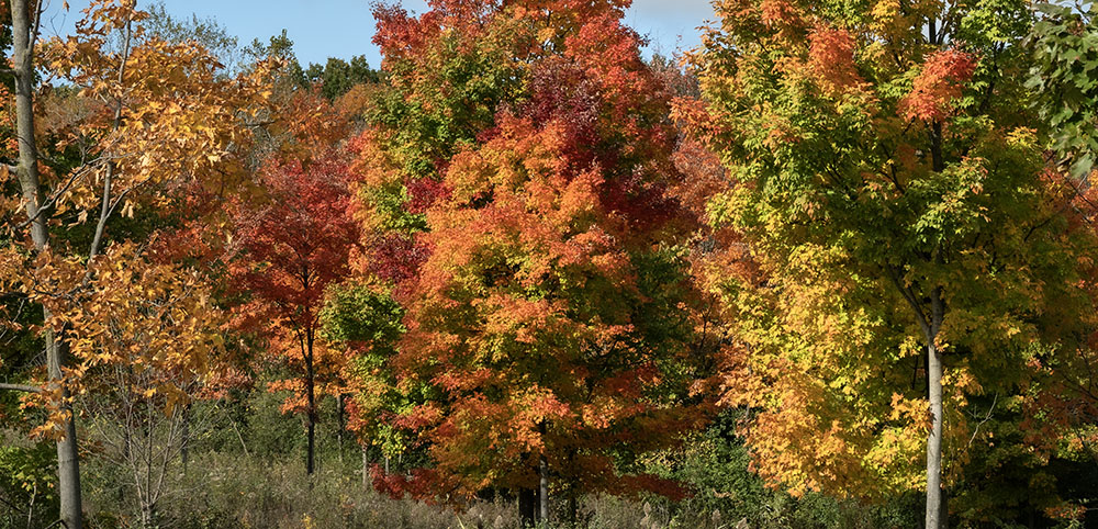 Spectacular autumn colors at Forest Exploration Center in the Milwaukee County Grounds
