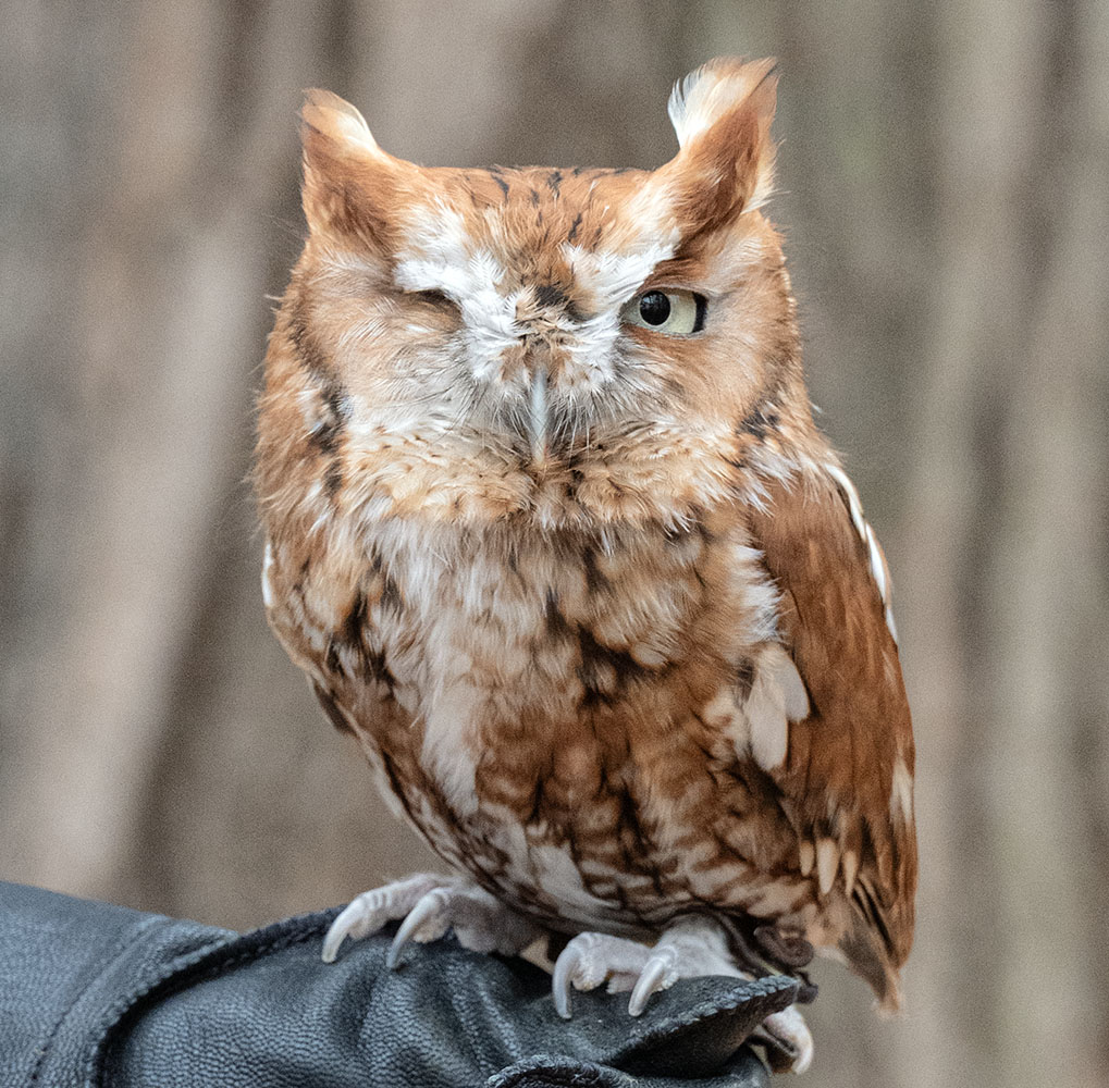 Gimli, a red eastern screech owl, with a similar story.