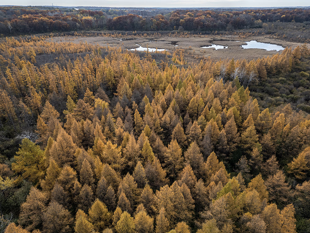It's hard to beat an entire forest of golden tamaracks, which is what I found here at Cherry Lake Sedge Meadow State Natural Area near Burlington. 