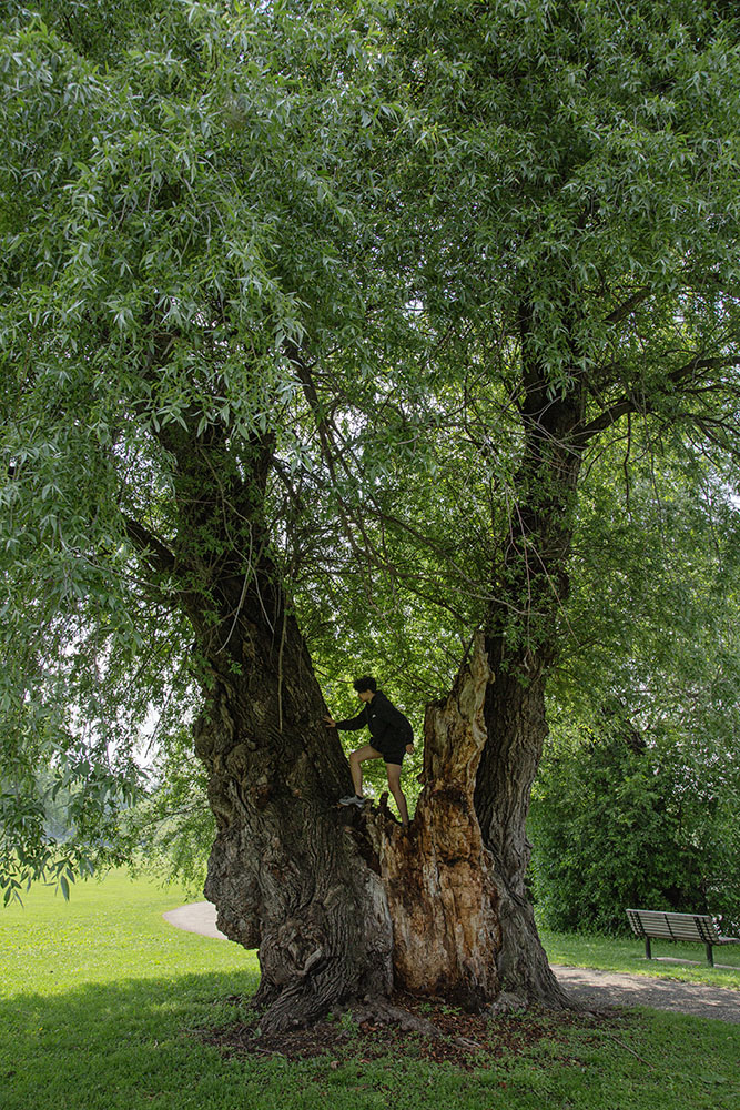 A climber on the massive willow trunk. Greenfield Park, West Allis.