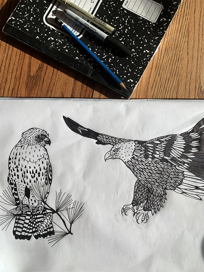 Sketches of birds of prey at Schoofs.