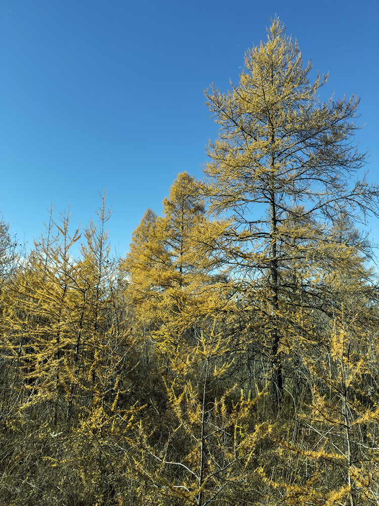 Tamaracks, a deciduous conifer, turn golden before dropping their needles. New Munster State Wildlife Area in western Kenosha County.