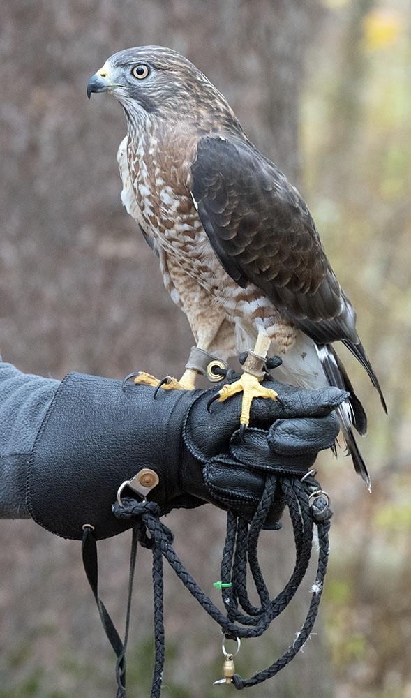 Nicco, a broad-winged hawk, whose name translates to “victory,” given to him after he survived an automobile collision.