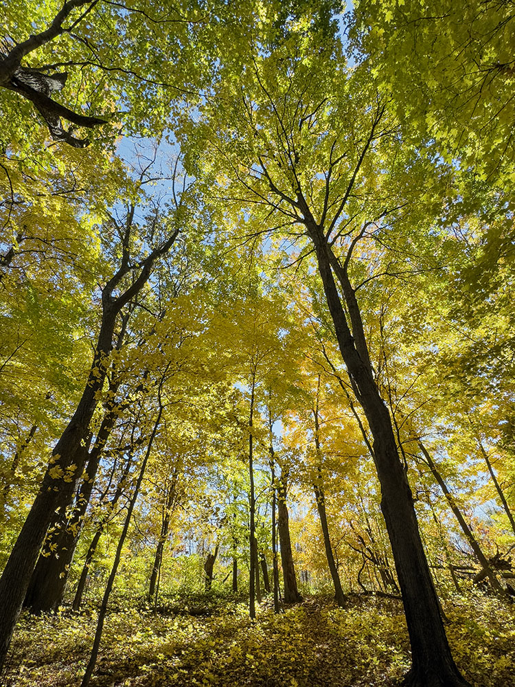 A grove of resplendent maples forms a cathedral-like glade just off the Oak Leaf Trail in the Oak Creek Parkway in Oak Creek.
