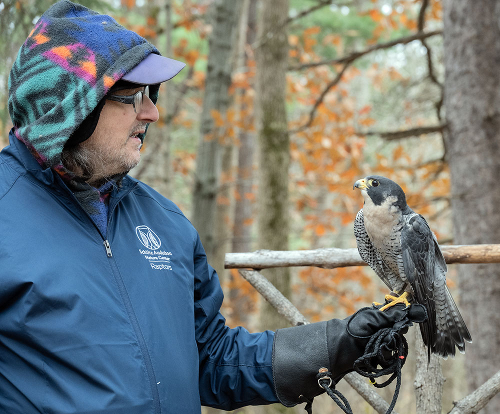 Otis, a peregrine falcon, stares suspiciously at Michael wearing a baseball cap. Michael took off the cap and Otis relaxed. Michael explained that the cap's bill made him look like a rival raptor.
