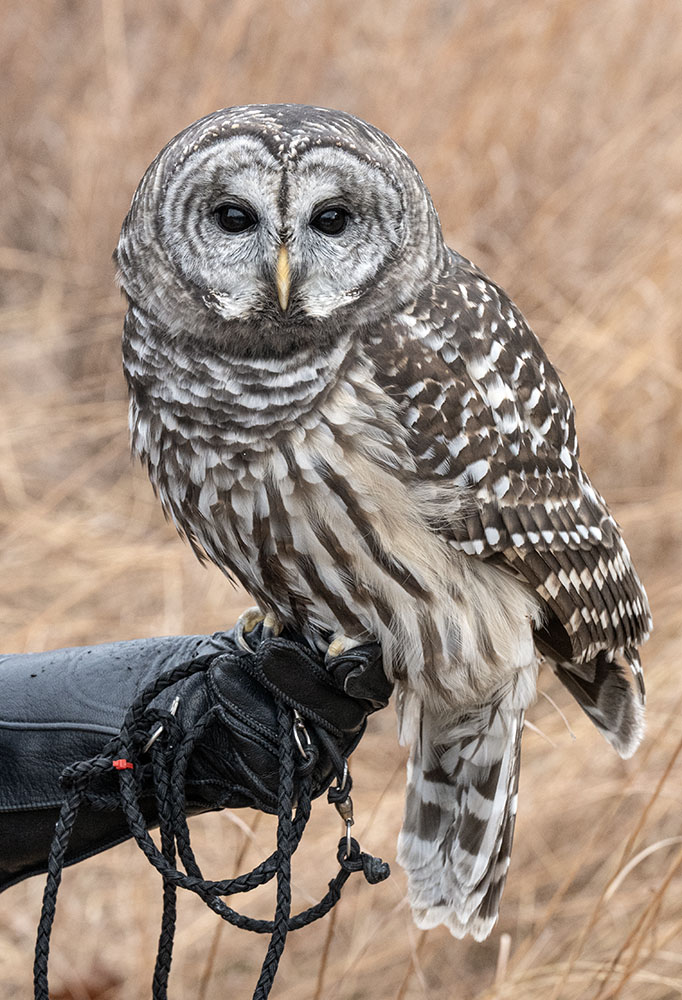 Perseus, a barred owl, fell from the nest as a nestling and was handled too much by humans to return to the wild.