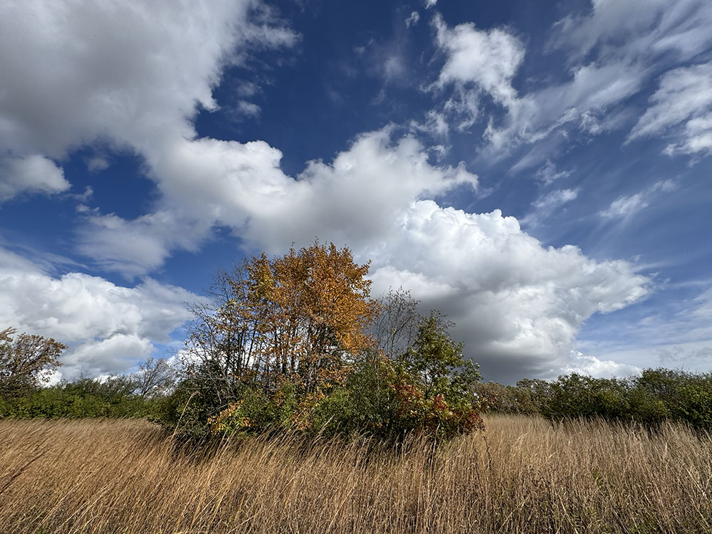 50-acre Ryan Creek Prairie is a Milwaukee Area Land Conservancy preserve in Franklin. It is a wild prairie with no developed trails, but open to the public for exploring. Just north of Ryan Road on 116th Street.