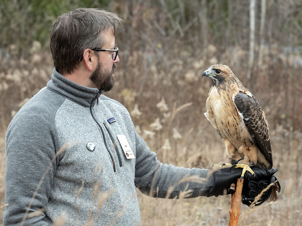 Face-off! Sky Walker, a red-tailed hawk, the most common raptor in Wisconsin.