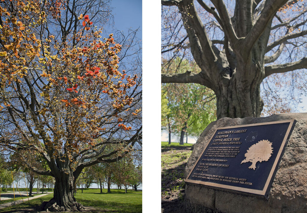 Champion European “copper” beech, South Shore Park. 2014.