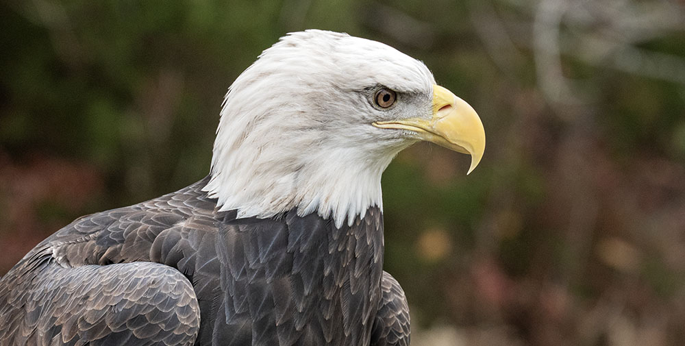 Valkyrie, bald eagle, at Schlitz Audubon Nature Center