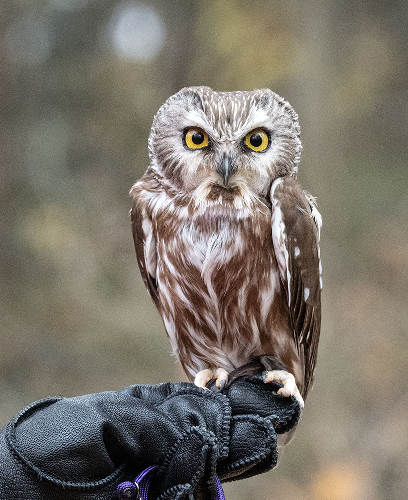 Willow, a northern saw-whet owl, the center's smallest resident bird by weight at 3.5 ounces.