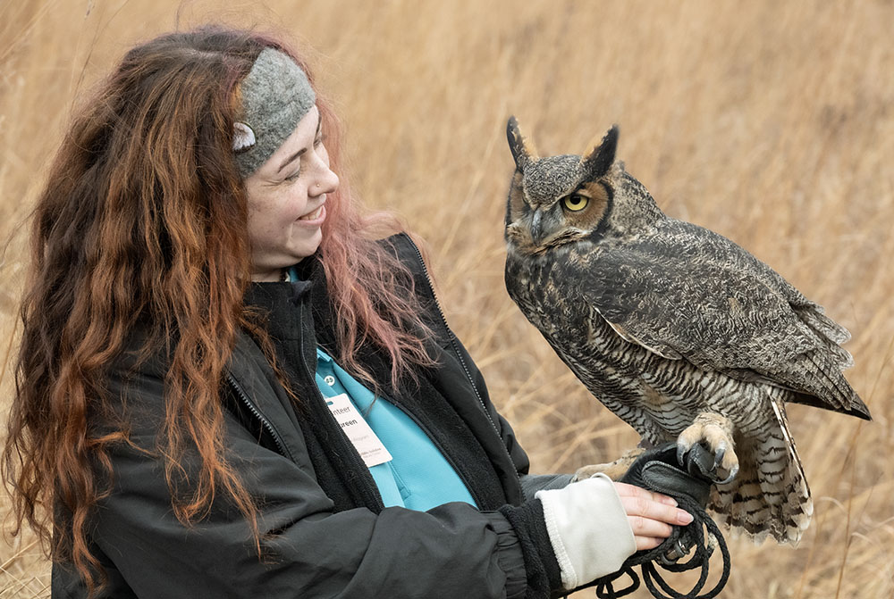 Volunteer Maureen with Zari, a great horned owl who was imprinted on humans as a fledgling. Great horned owls have the strongest grip strength of all North American owl species; they can take down prey as large as a raccoon. 