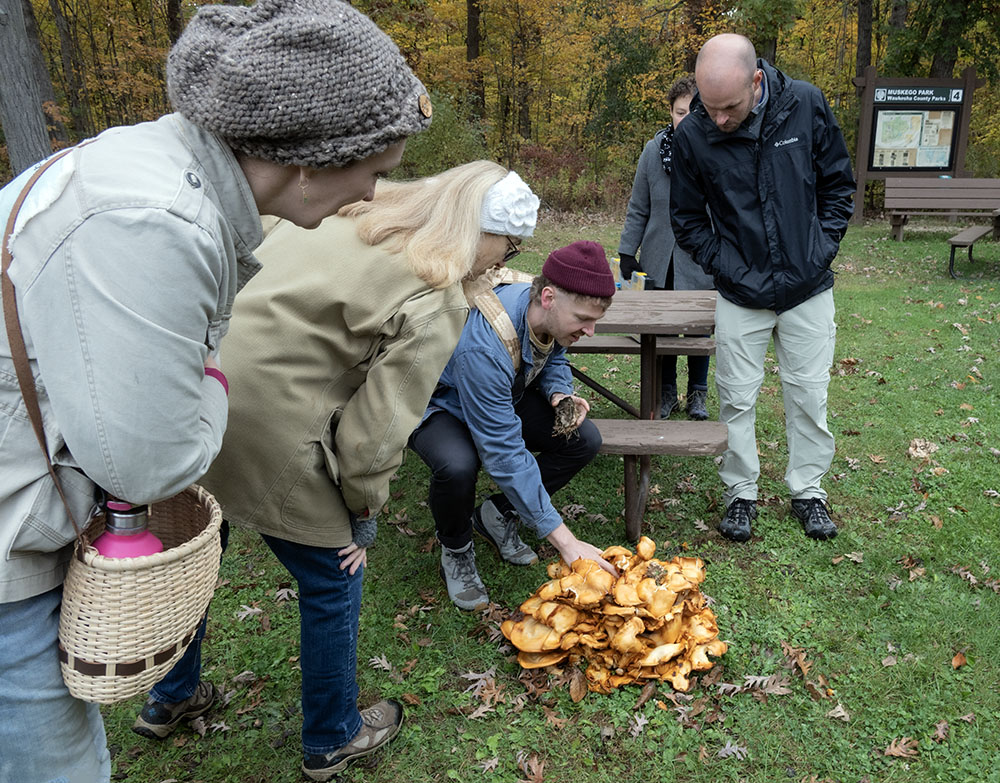 A colony of toxic Eastern Jack-o'-Lantern mushrooms at a picnic area.