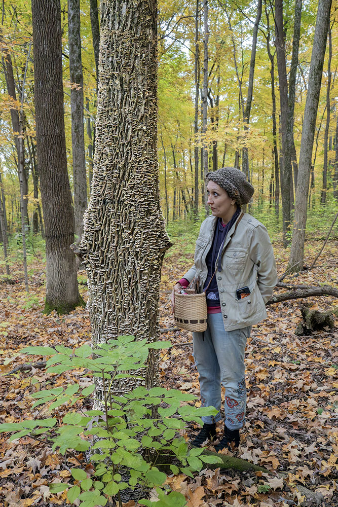 A large colony of turkey tail growing up a tree trunk.