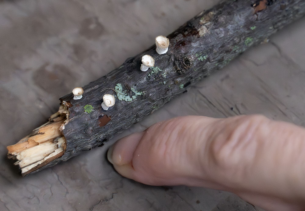 “Little Nest Polypore” or the scientific name “Trametes conchifer”. It shares the first part of its scientific name with Turkey Tail because it’s close related—in the same genus.