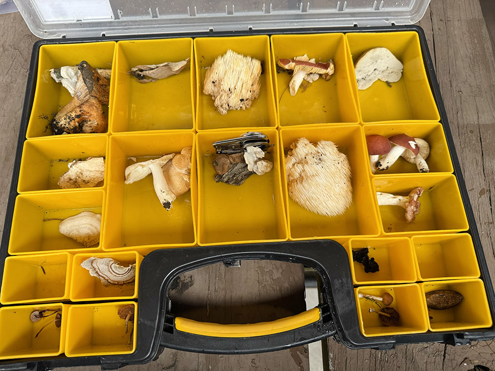 A boxed collection by one of the foragers.