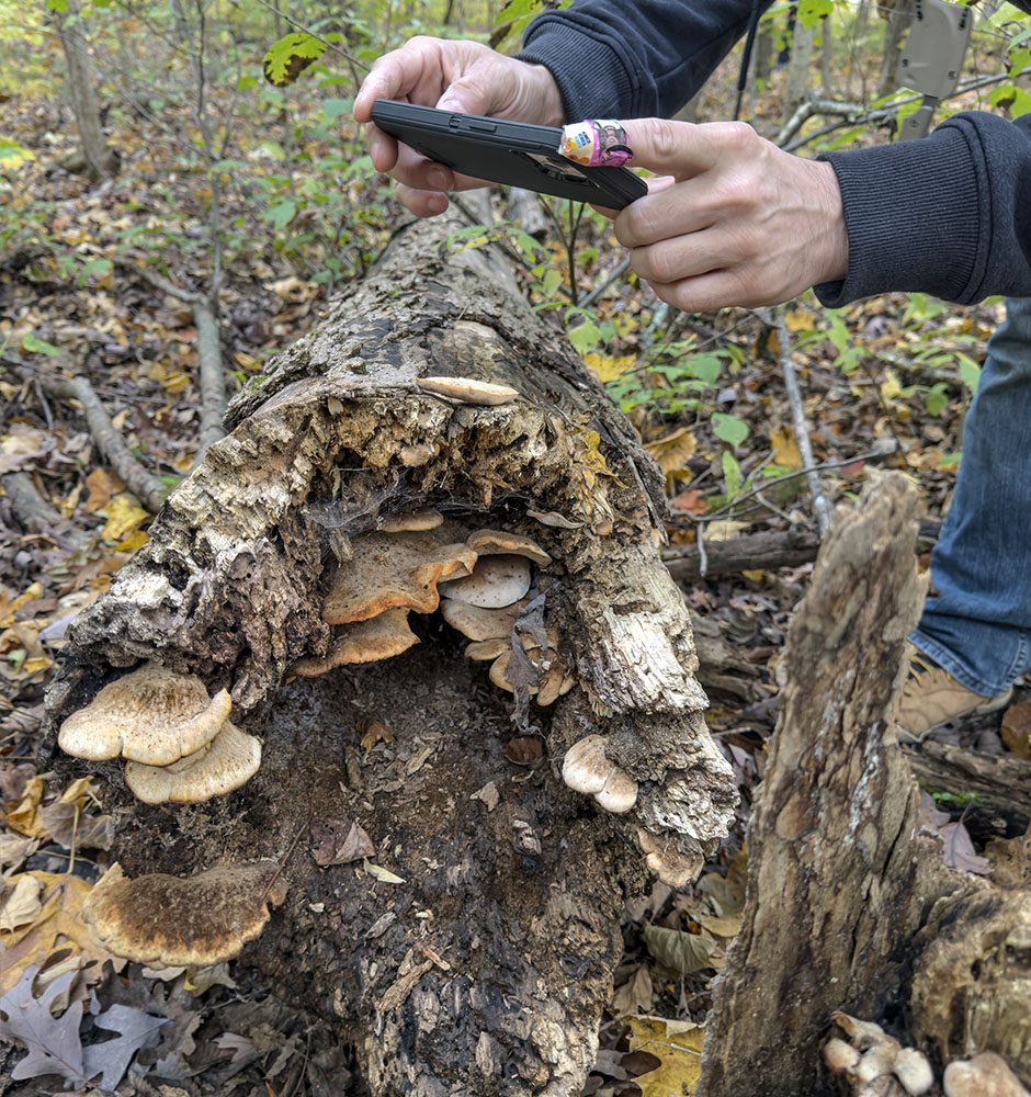 A forager captures a shot of Bear Lentinus inside a rotting log.