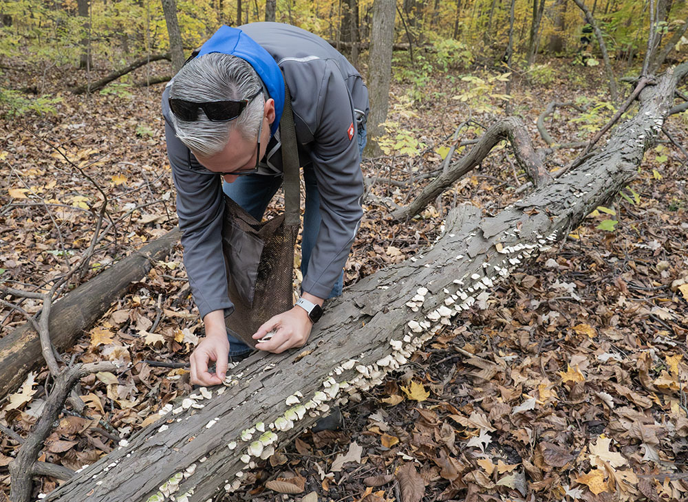 A forager collects fungi that are not clearly identifiable in the photo. 