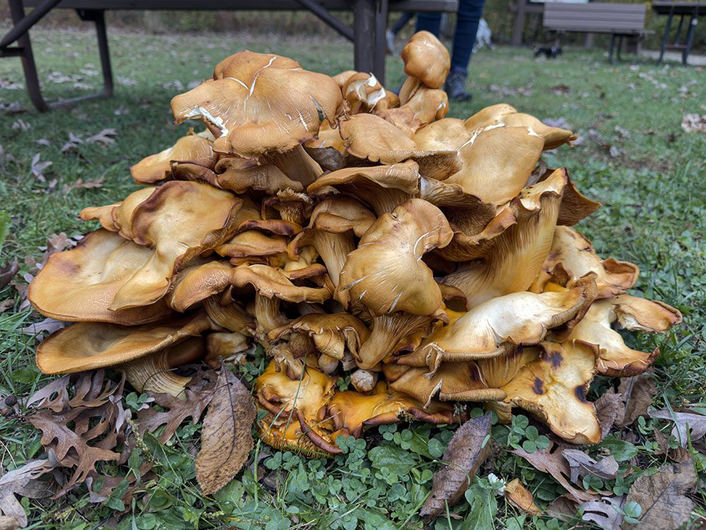 Close up of the Eastern Jack-o'-Lantern colony.
