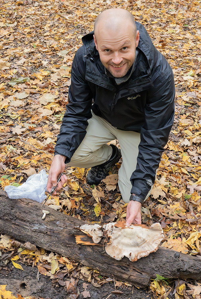 The upturned underside of a large “Resinous Polypore.”