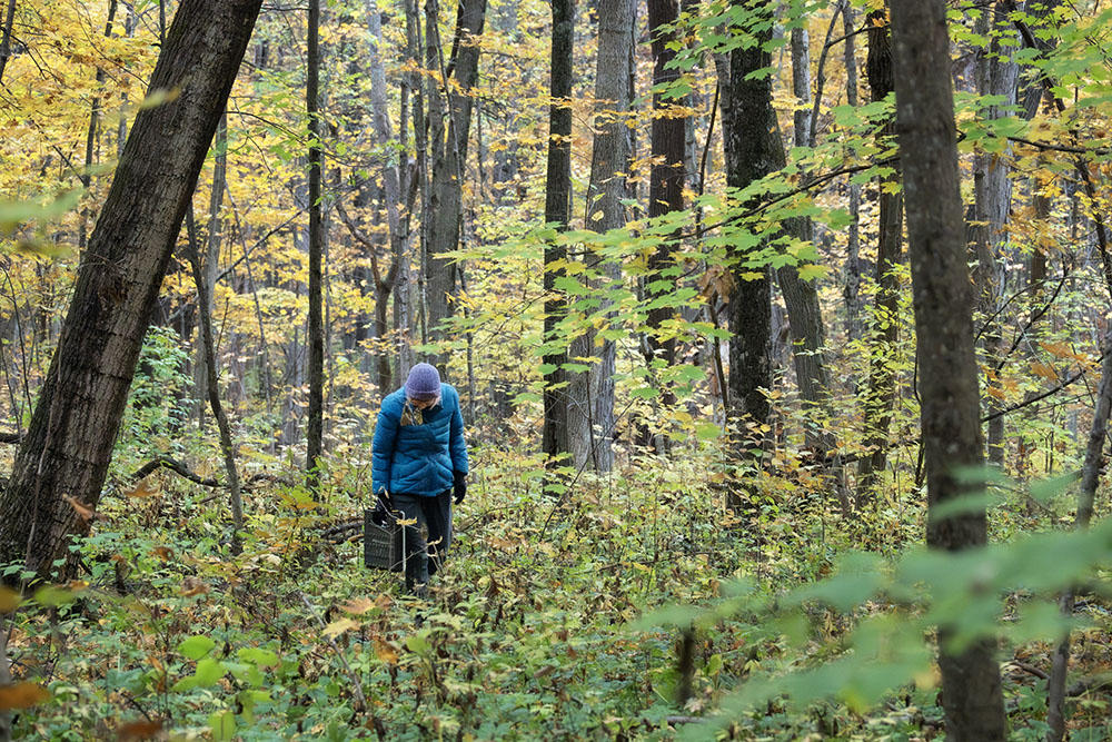 One of the foragers hunting in the forest.