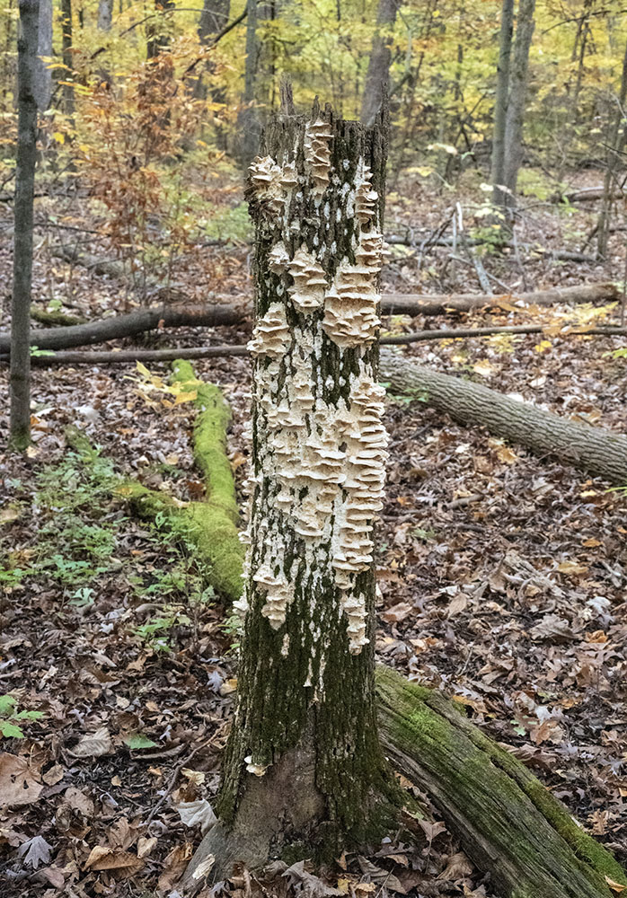 A polypore mushroom colony on a stump.