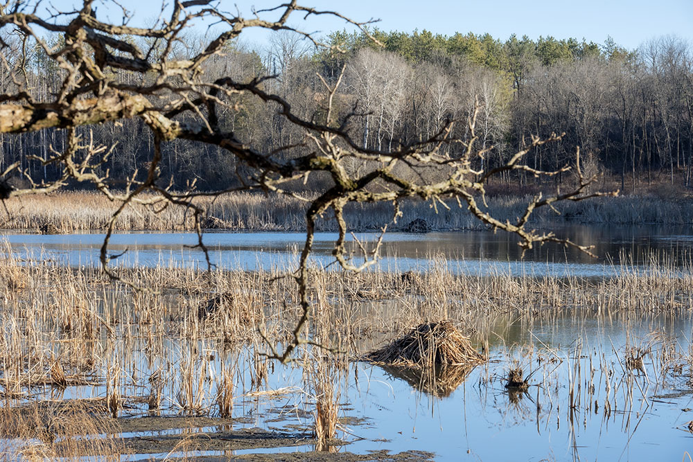 If you look closely you can count six muskrat lodges in this photo.