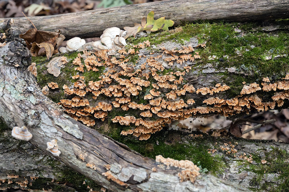 A close up shows three species, including violet tooth polypore and turkey tail. The dominant orange-y one goes by the name crowded parchment.