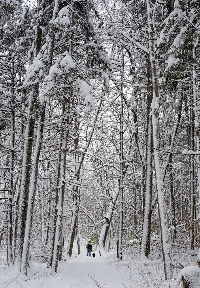 Dog walker in the pines