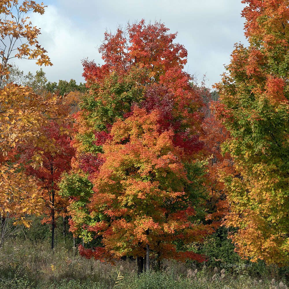This scene from the Forest Exploration Center on the Milwaukee County Grounds may be the most spectacular example of autumn transformation not only of 2025, but that I've ever taken. What appears in this perspective to be a single multicolored tree is really an ascending line of four trees. Featured in "Odyssey in Autumn: The season of contradiction."