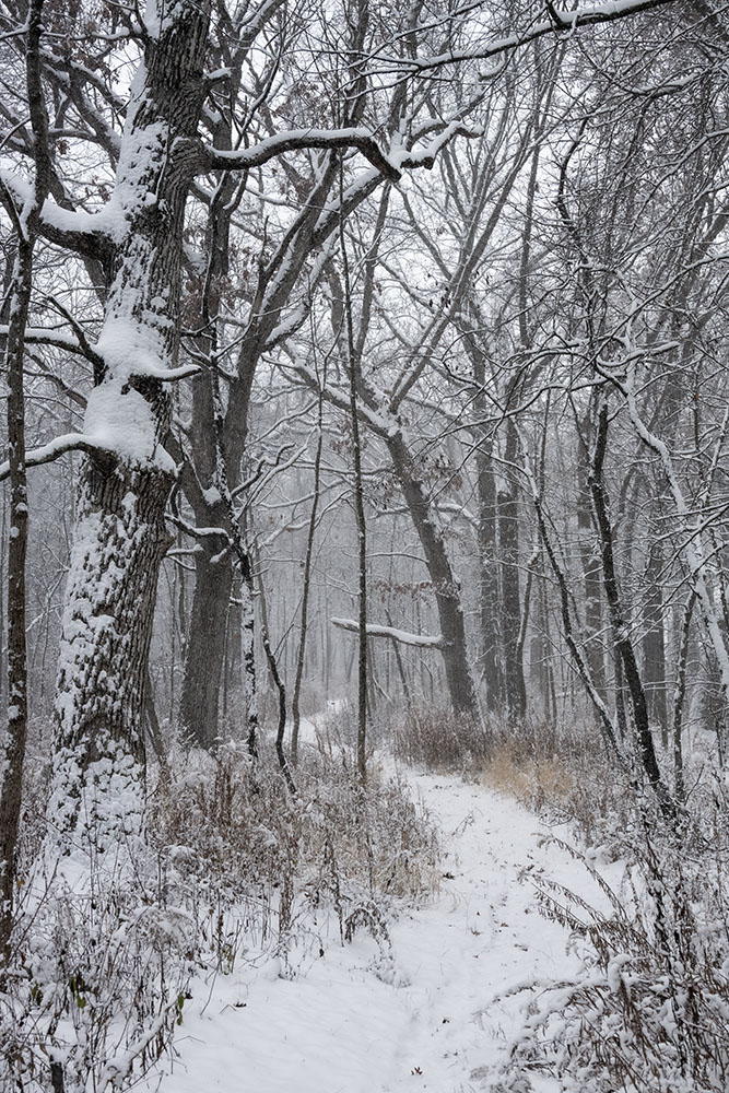 Footprints in the forest