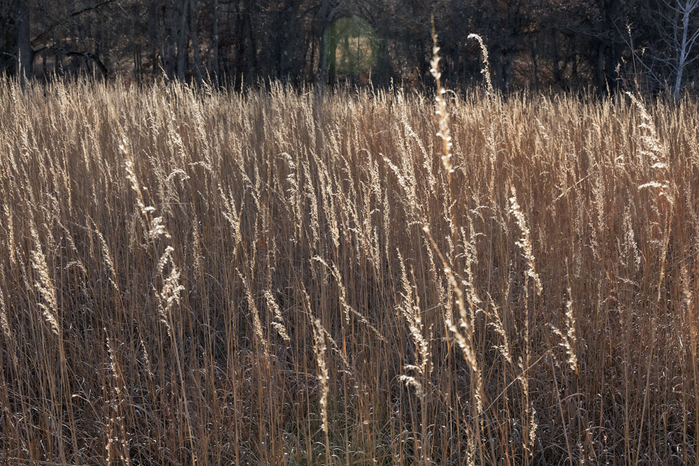 Prairie grasses glow in the low afternoon sun like tiny flares.
