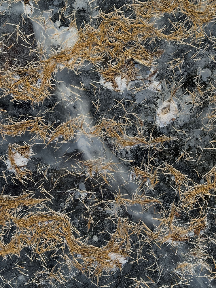 This lyrical arrangement of tamarack needles on the ice of the Greenfield Park lagoon in West Allis is reminiscent of a Chinese painting style. Featured in "How to have fun safely on the ice."