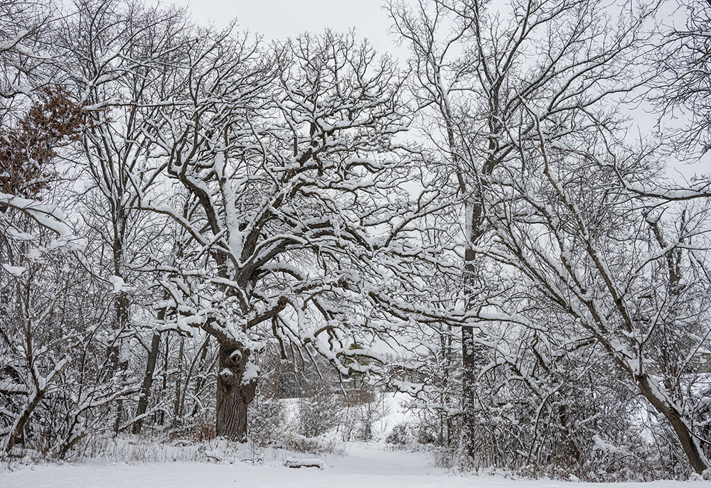 Guardians of the wild