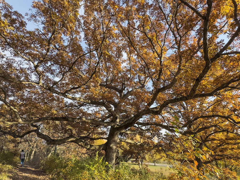 It was a good year for trees. I came across this radiant beauty glowing in the rays of the setting sun in Mukwonago Park, Mukwonago. Featured in "Odyssey in Autumn: The season of contradiction."