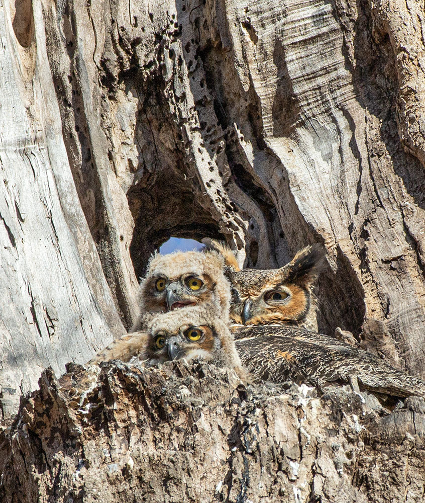 A family of great horned owls nesting in the Forest Exploration Center on the Milwaukee County Grounds in Wauwatosa. Featured in "The Knowles-Nelson Stewardship Program is a pillar of Wisconsin’s proud conservation heritage." (To see a companion shot of the gaggle of photographers camped out nearby go to my "runners up album" on Flickr.)