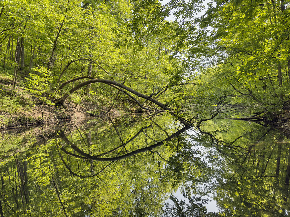 A glorious spring day in Ridge Run Park, West Bend, was featured in "Celebrating Independence Day with natural fireworks!"