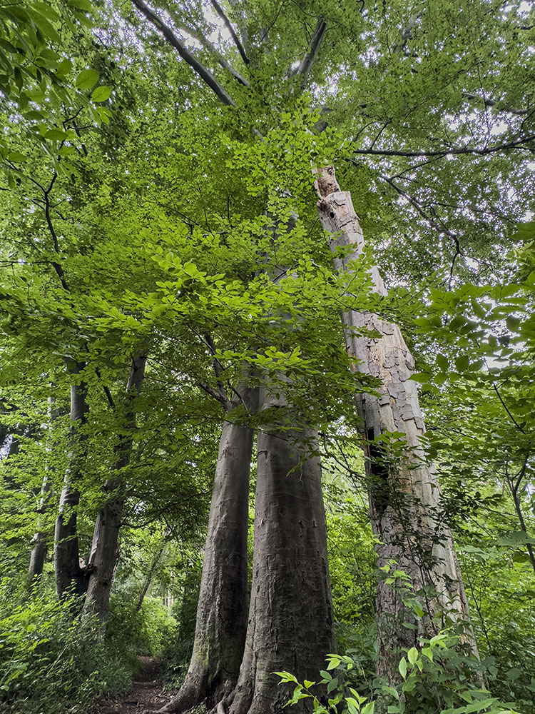 One of these European beeches in Pleasant Valley Park (part of the Milwaukee River Greenway) is a champion--the largest of its species in Wisconsin. Story: Champion Trees in Our Midst.