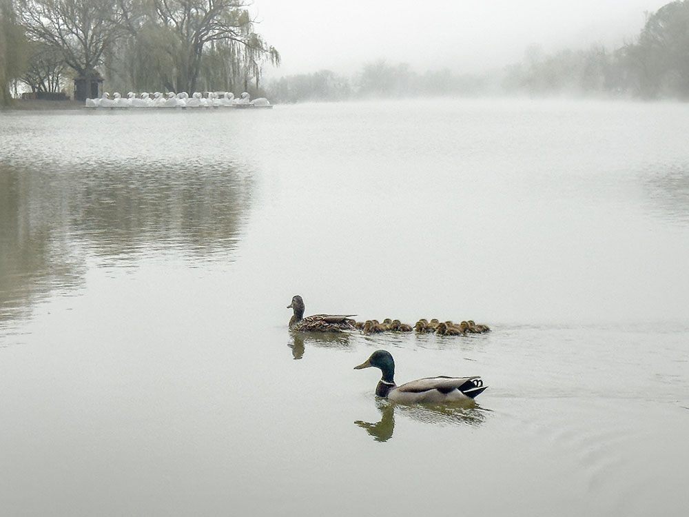 A brood of ducklings harmonizes with the huddled swan boats in the Veterans Park lagoon, Milwaukee.
