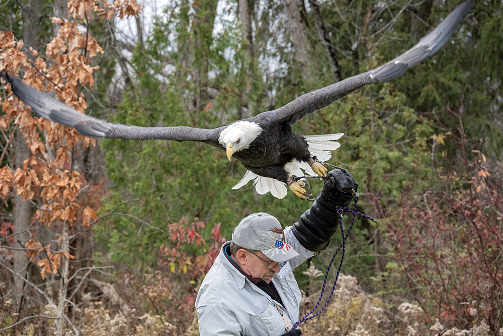 This is Valkyrie, one of Schlitz Audubon Nature Center's resident bald eagles, stretching her wings for a moment during the annual Xtreme Raptor Day event, which drew a record crowd this year.